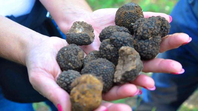 Sometime happen that during a truffle hunting in our experential holiday in Umbria we found a lot of truffle